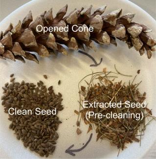 A pinecone by two piles of seeds. One is mixed with other bits of pinecone and is labeled as the pre-cleaned extracted seed. The other pile is clean seed.