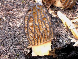 Morel Mushroom - Whole.jpg Morel Mushroom - Whole