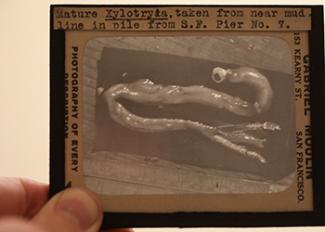 Copper slide with squiggly, monotone worm image
