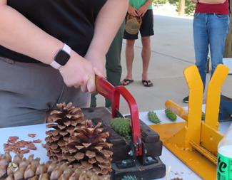 Person uses caliper around a small green pinecone in a vise
