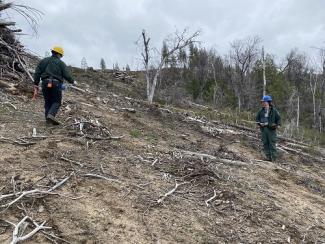 Personnel inspect planting quality of seedlings planted in burn area