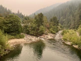 A forest with a smokey sky