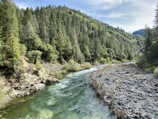 A river flowing through a forest