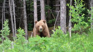 Brown bear exiting the forest in Yakutat.