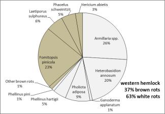 Pie chart depicting the proportion of brown versus white rots in western hemlock