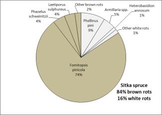 Pie chart depicting the proportion of white versus brown rots in Sitka spruce