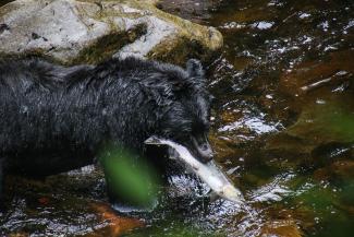 A black bear with a fish.