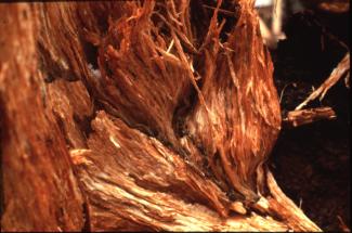 Tree that has stringy white rot decay of Heterbasidion occidentale