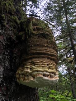 A quinine conk growing out of a Sitka spruce
