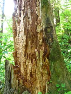 A conifer tree decaying from brown rot fungi, the bark has fallen off and the wood turned crumbly