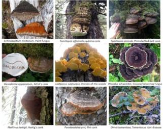 A collection of photos of 9 stem decay conks