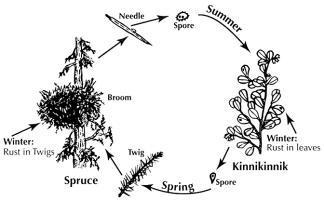 The stages of spruce broom rust life cycle going from spore in the summer to alternate host in the winter back to spruce branch in the spring