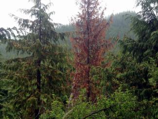 A bright red yellow-cedar next to a healthy green yellow-cedar