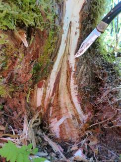 A yellow-cedar with the bark removed revealing a dark-colored lesion at the root collar