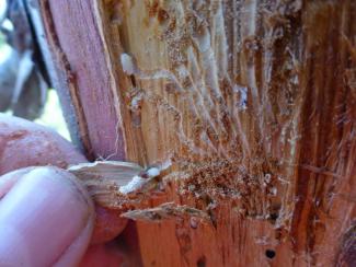 Bark peeled back from a yellow-cedar showing the cedar bark beetle larvae feeding underneath and the galleries their feeding creates