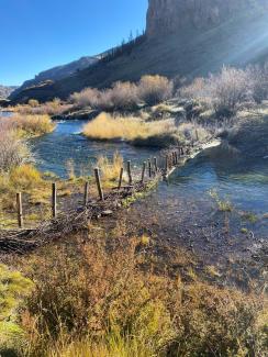 A series of posts are lined up across a stream and sticks and other debris are collecting on the upstream side.