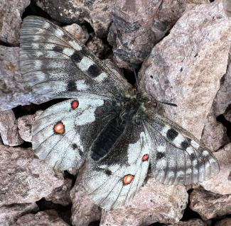 Butterfly Rocky Mountain Parnassian.jpg Butterfly Rocky Mountain Parnassian