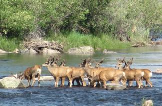 Deer crossing the Rio Grande River.jpg Deer crossing the Rio Grande River