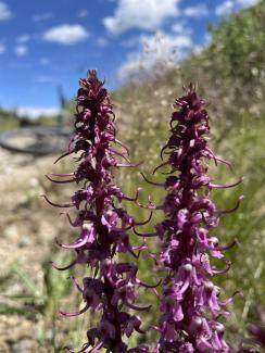 Elephant heads - tall purple flowers with a long protrusion similar to an elephants trunk.