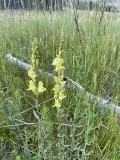 Toadflax.jpg Toadflax