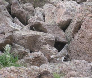 A greyish colored bird with a white underside and tail stands in a rock field effectively blending in.