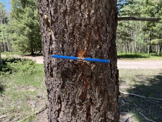 A blue handled coring tool drills a hole in the tree.