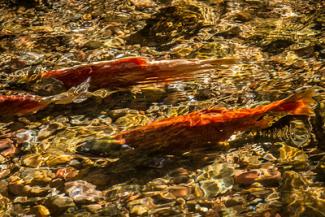 Salmon in water.jpg Salmon in water