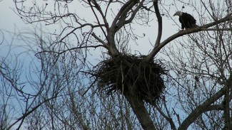 LC Slideshow - Bald Eagle next to a nest.jpg LC Slideshow - Bald Eagle next to a nest