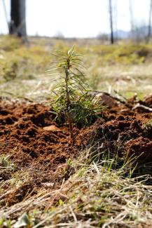 A recently planted coniferous seedling takes in the sunlight