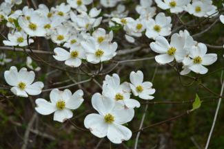 Mountain Dogwood in bloom.jpg Mountain Dogwood in bloom