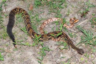 Outdoor Safety and Ethics 3 - Copperhead and Timber Rattle Snake