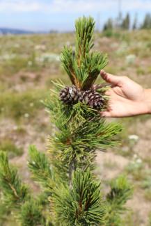 A photo of a hand touching a small pine tree with two cones on it.