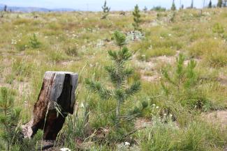 A photo of a small whitebark pine tree next to a small stump. Other small pine trees in the background.