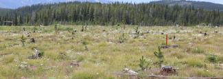 A photo of an area with small pine trees and grass. In the background are tall pine trees.
