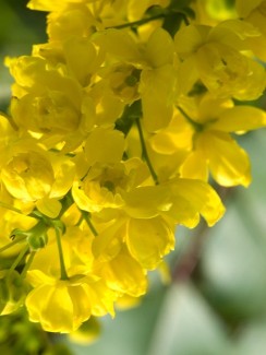 Oregon Grape