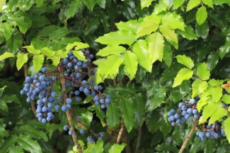 Oregon Grapes