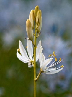 Serviceberry