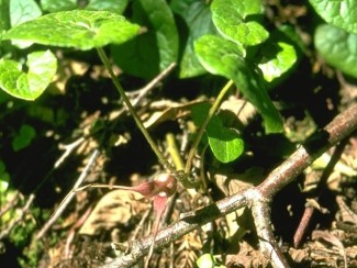 Photo of a wild ginger plant