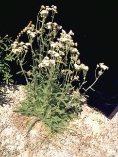 Yarrow plant