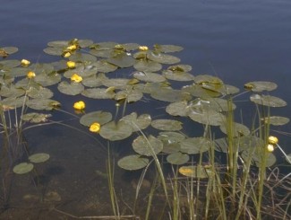Yellow Pond Lilly plant in water