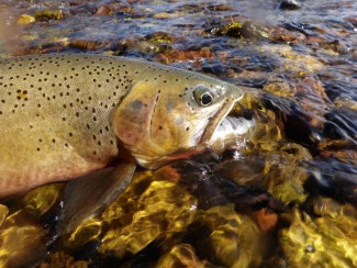 A trout, held over a clear river, with a red slash visible beneath the lower jaw, and small dark spots along its tan-colored back and head.