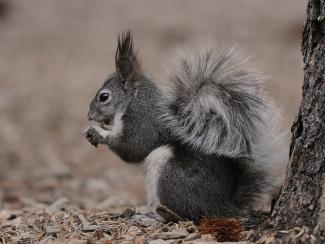 A dark grey and white squirrel, with high fur-pointed ears and a fluffy tail curled up along its back, sits next to a tree eating a seed.