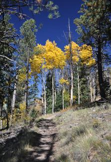 Aspen trees glow golden amidst evergreen trees in the fall along a trail on a mountain slope.