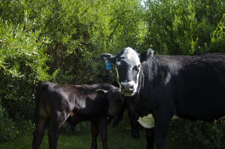 Cow and calf