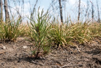 A small, two-year-old lodgepole pine seedling grows after a burn