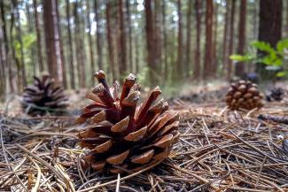 Pinecones on the Forest Floor