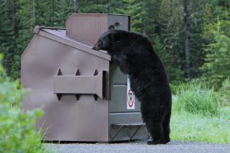 A black bear sniffs around the top of a bear safe dumpter in a developed recreation site parking area.