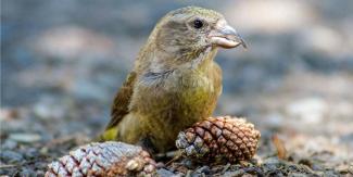 A small bird next to pinecones