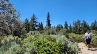 A person wearing a wide-brimmed hat and using trekking poles while hiking on a mesa top under the sun. Blue skies above. Green Shrubs and tree on either side of the dirt trail.