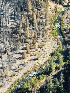 Aerial View of Mill Creek Riparian Area within Park Fire Perimeter on 8-22-24. Creek green shrubs burned ground and burned trees.
